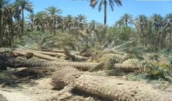 نفط البصرة تقرر إيقاف تجريف أراض زراعية شمال المحافظة