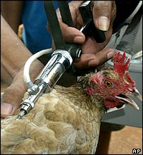 تقرير: اصابات بانفلونزا الطيور بسوق قريب من العاصمة السعودية