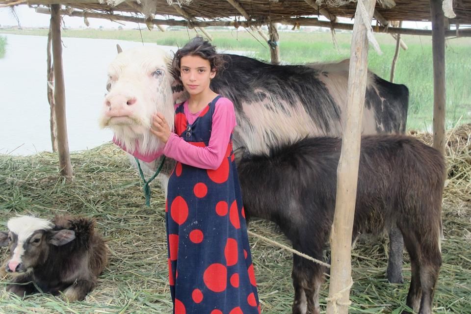 الصحة تعلن تسجيل 5 اصابات بالحمى النزفية منذ بداية 2018