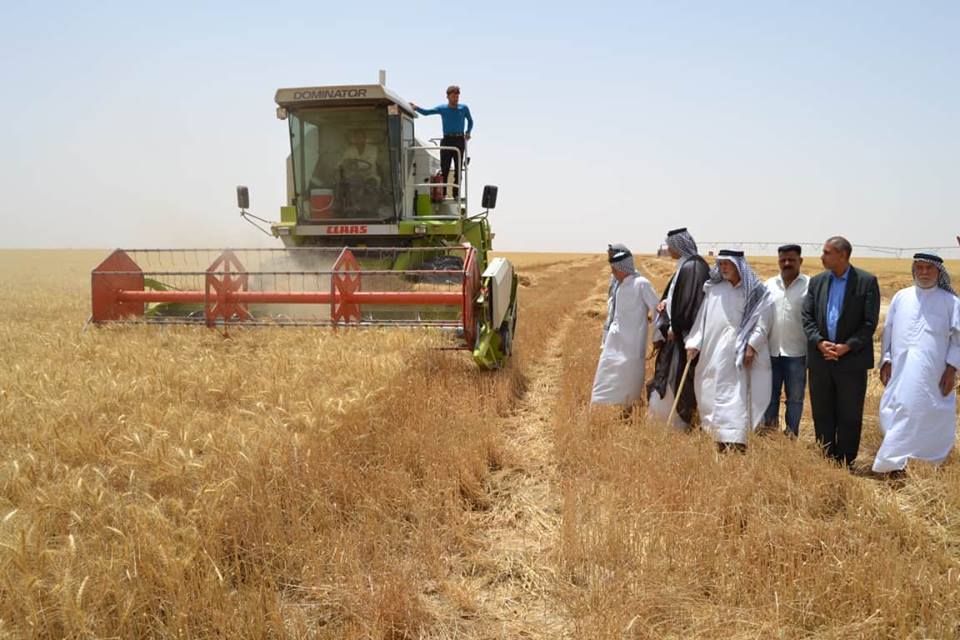 كربلاء: انتهاء عملية تسويق الحنطة وسط دعوات للحفاظ على المنتوج الوطني