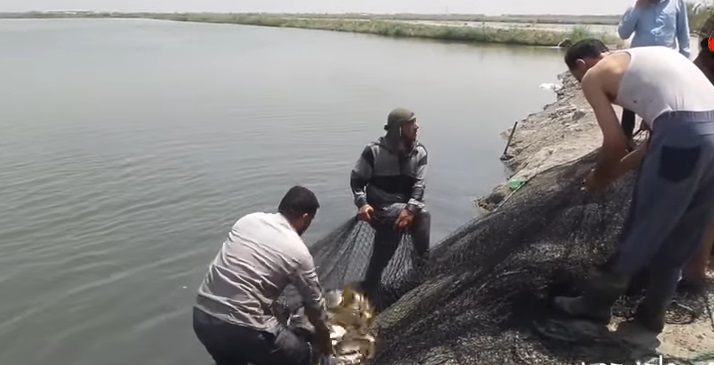 كربلاء: العتبة الحسينية تطلق إنتاجها من الثروة السمكية الى السوق العراقية