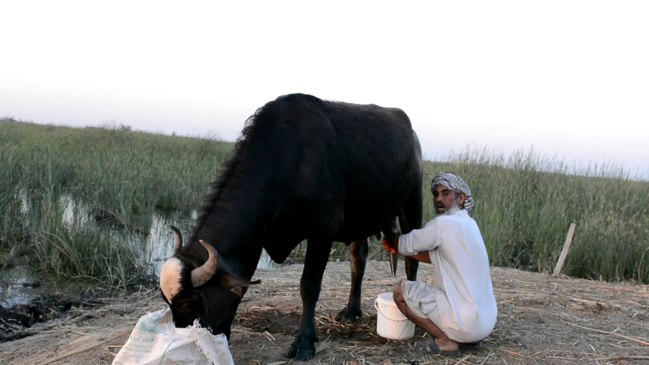 الزراعة تعلن سيطرتها على مرض الحمى النزفية