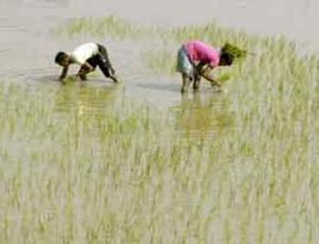 النجف تزرع 160 الف دونم بمحصول الرز