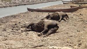 تقرير امريكي: الفساد وعدم الكفاءة حول جنوب العراق مكانا غير صالح للعيش