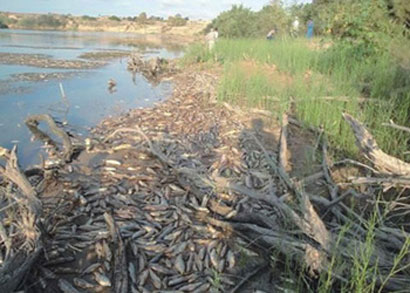 الحرارة المرتفعة تقتل آلاف الأطنان من أسماك هور الحمار