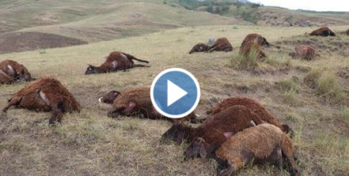 حادثة لا تصدق وقعت شرق تركيا وضجت بها وسائل الإعلام