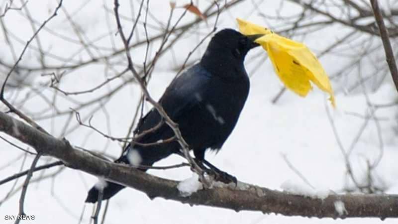 تعرف على أغرب "وظيفة" للغربان