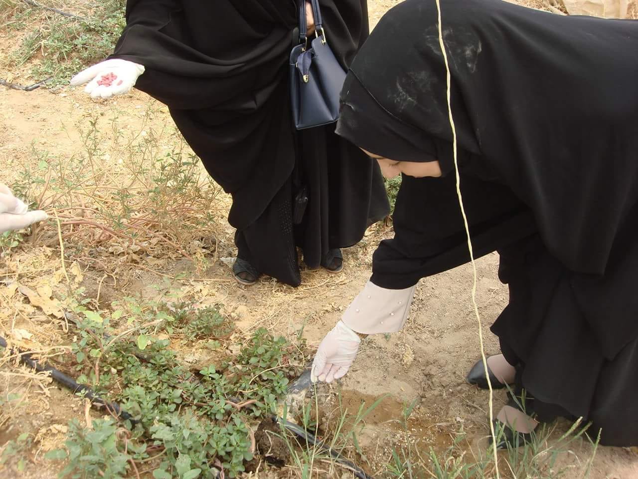 زراعة كربلاء تعلن البدء بحملة لمكافحة البساتين والحقول من "القوارض الزراعية "