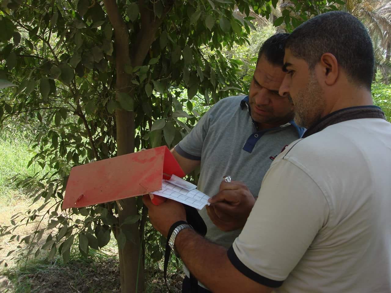 كربلاء.. مكافحة بساتين الحمضيات والفواكه من ذبابة الياسمين والفواكة والخوخ