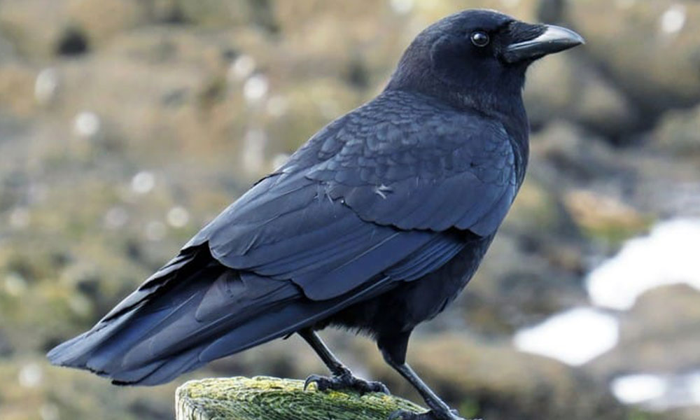 غراب ..عامل نظافة في فرنسا!