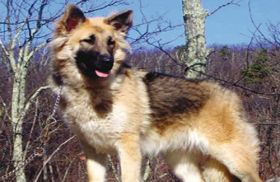 الكلاب تكشف الإصابة بسرطان الرئة