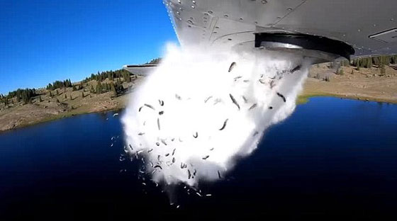 بالفيديو.. السماء تمطر سمكا في الولايات المتحدة