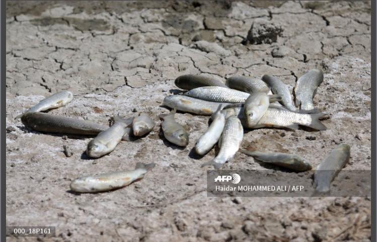 نزوح 1200 عائلة من جنوب ذي قار بسبب شح المياه