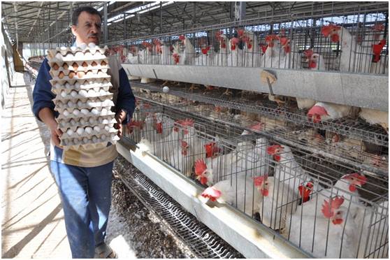 كربلاء: انتاج اكثر من (10) ملايين بيضة من مشاريع بيض المائدة