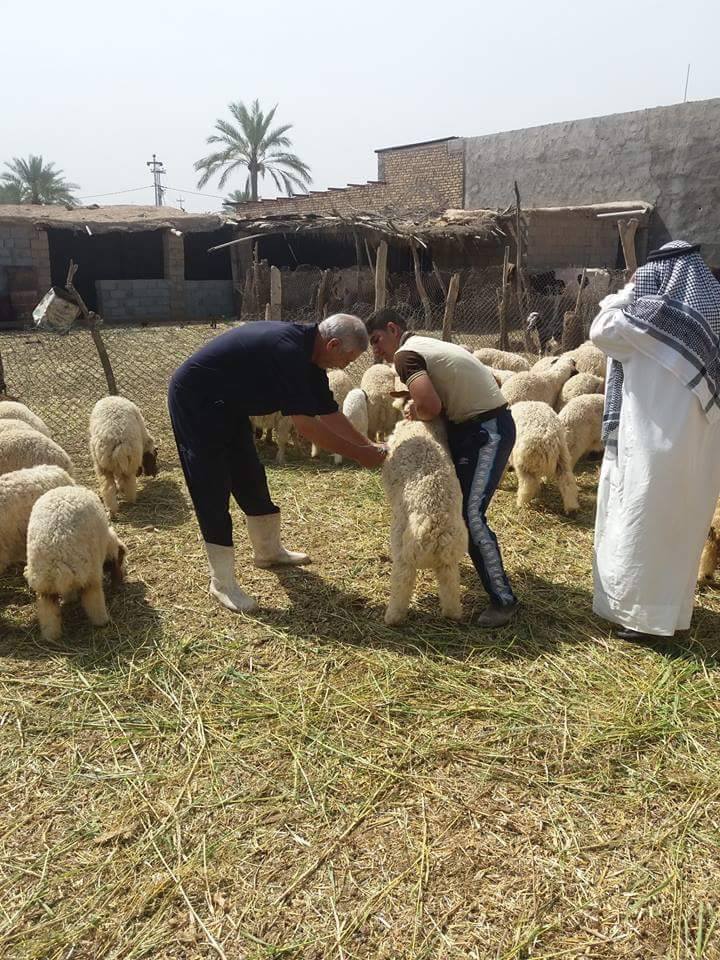 كربلاء:دعوة لمربي الاغنام والماعز الى مراجعة المستوصفات البيطرية