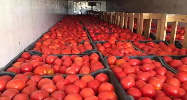 ارتفاع "مفاجئ" بأسعار الطماطم والزراعة تخلي مسؤوليتها