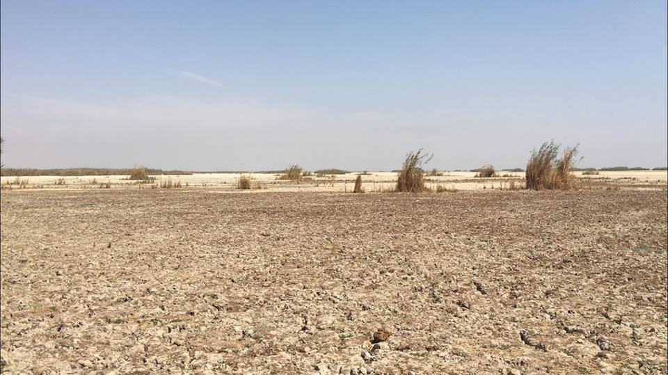 العراق يخفض المساحة المزروعة للموسم الشتوي بنسبة 55%