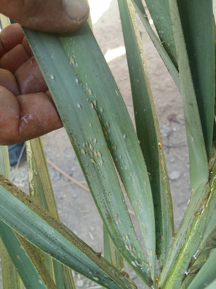 حشرة الدوباس تصيب نخيل قضاء الحسينية في كربلاء