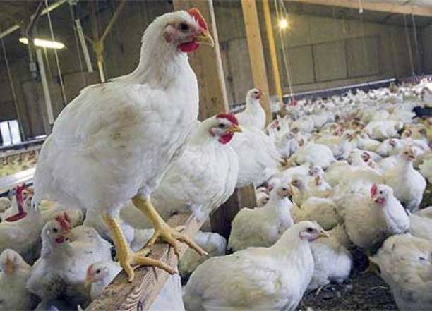 زراعة كربلاء: تسويق اكثر من 1518 طن من لحوم الدجاج المحلي الى الاسواق في كربلاء