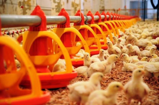 مشاريع التفقيس في كربلاء تنتج أكثر من(1) مليون و(533)ألف من الأفراخ في المحافظة