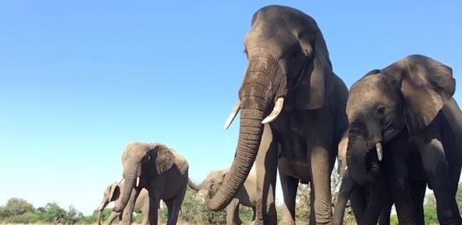 "رصاصة بين عينيه".. صيادون يقتلون فيلا والقطيع يردّ