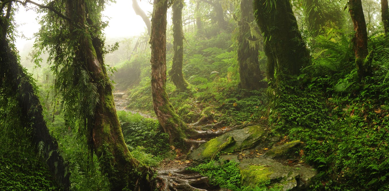 بالفيديو ..  شاهد غابة "تتنفس" في كندا
