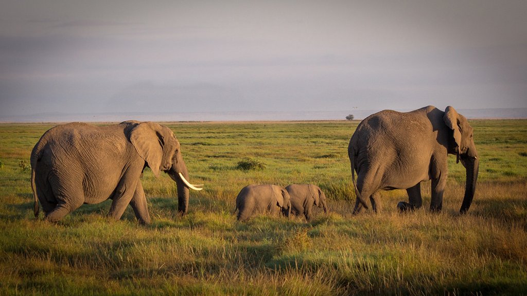 الأرض خسرت 60% من حيواناتها البرية في خلال 44 عاماً