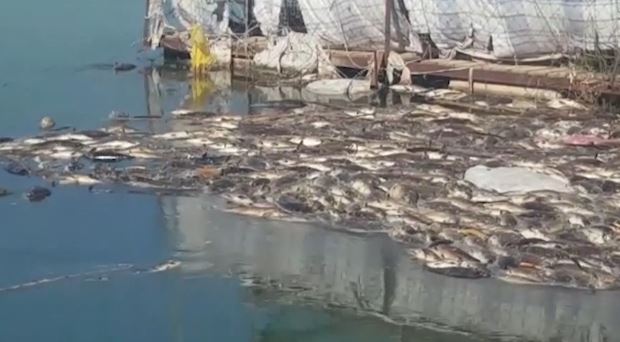 مجلس بابل يوضح أسباب النفوق الجماعي للأسماك ويؤكد: ليس بفعل فاعل