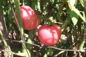 نجاح الزراعة المتداخلة لمحصولي الباميا والطماطم في كربلاء