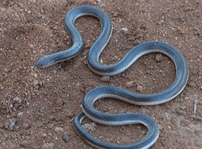 افعى سيد دخيل في الناصرية تثير الرعب بين الاهالي وتعد من اخطر الافاعي في العالم من حيث السمية
