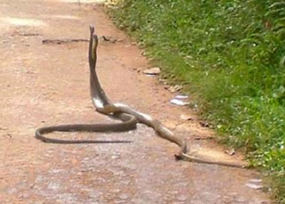 الصحة تعلن توفر المصل المضاد للدغة افعى سيد دخيل