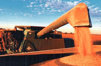 مسؤول: العراق يطرح مناقصة لشراء 50 ألف طن قمح صلب