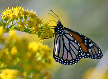 الازهار تجتذب الحشرات بالرقص