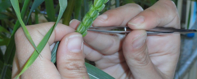 حكومة كربلاء والعتبة الحسينية تقرران انشاء المختبر الوطني المركزي وهو الاول من نوعه في منطقة الفرات الاوسط