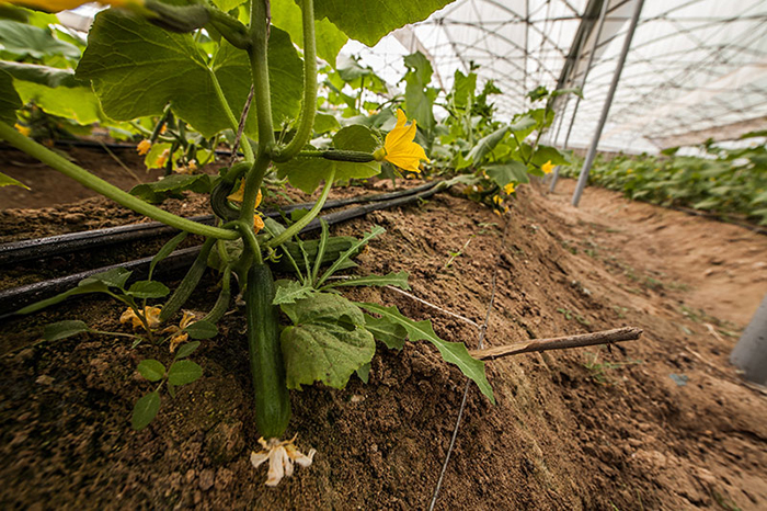 تقنية الري بالمياه الممغنطة آلية حديثة تستخدمها العتبة الحسينية في مزارعها بكربلاء المقدسة