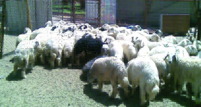 في مجزرة كربلاء اللحوم تغسل بمياه مالحه وغير نظيفة وطريقة الجزر بدائية ما تنذر بكوارث صحية ومع صمت حكومي؟!!