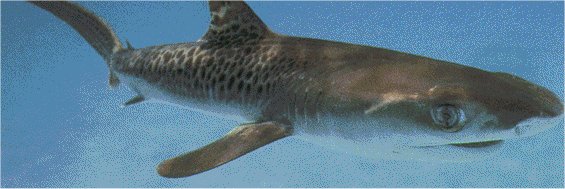 جامعة البصرة تسجل دخول نوع نادر من القروش في المياه البحرية العراقية