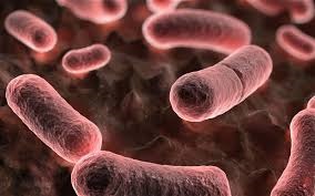 منظمة تكشف خطط نشر الطاعون بمصر والسودان وليبيا