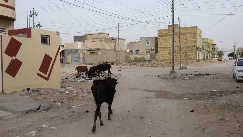 بالصور:دواب تجوب الاحياء السكنية في كربلاء