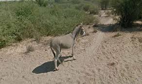 حمار يقتل داعشيا شمال تكريت