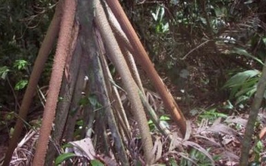 نخلة تملك سيقانا وتستطيع التحرك والمشي