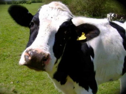 ولادة بقرة بـ6 أرجل!