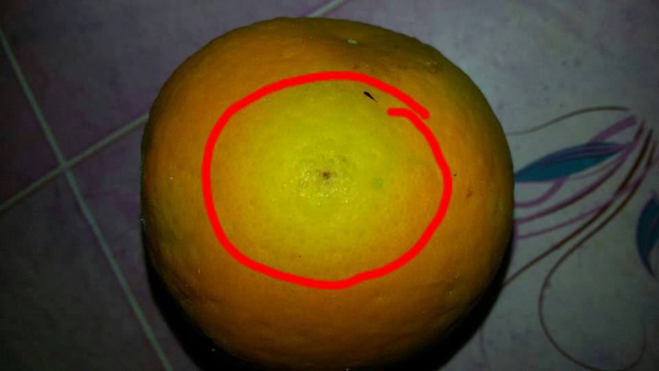 اصابات في اشجار حمضيات كربلاء جراء حشرة (الشمبران)