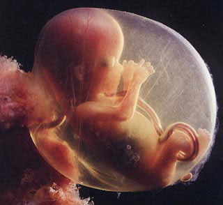 تقنيات جديدة تسمح التعرف على نوع الجنين في شهره الثاني