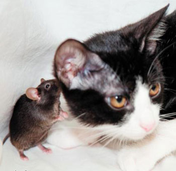 انقطاع الكهرباء في تيرانا بسبب قط وفأر