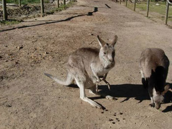 استراليا تبدأ التخلص من حيوانات الكانجرو ونشطاء يتعهدون باتخاذ اجراء