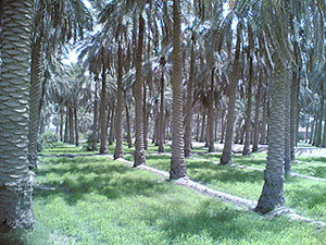 مدير زراعة كربلاء ..نظام الري في العراق غير قادر على تخزين المياه وترشيد استهلاكها