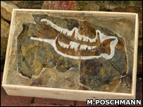 العثور على حفريات عقرب اطول من الانسان