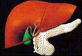 مرضى التهاب الکبد الفيروسي اکثرعشر مرات من مرضى الايدز