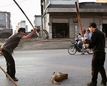 اعدام جماعي للكلاب بعد زلزال الصين